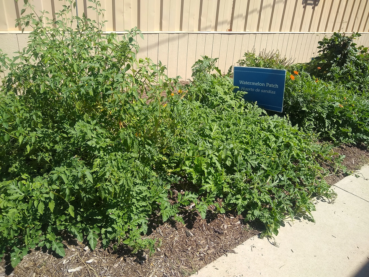 North Hi Mount Elementary Garden