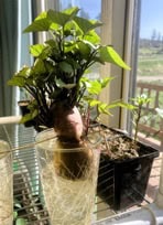 sweet potato plant